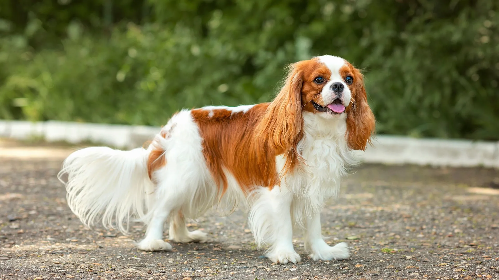 Cavalier King Charles Spaniel